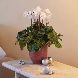 Martin, le Cyclamen