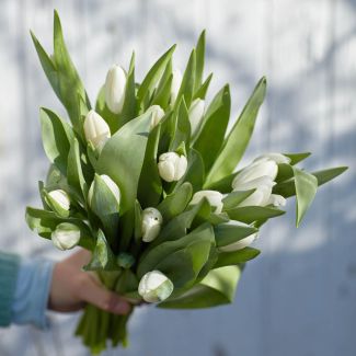 Tulipes blanches