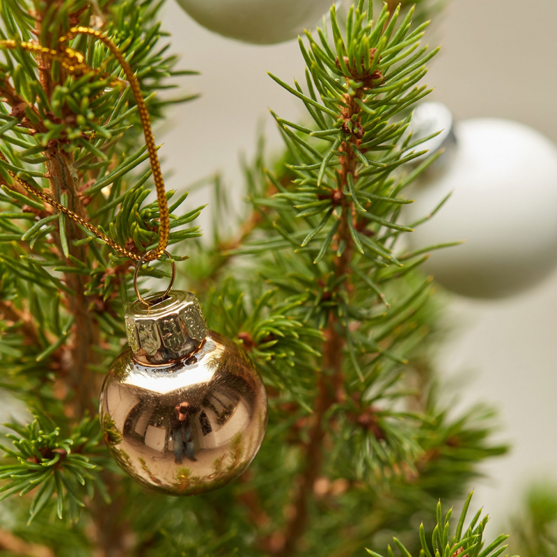 Petit Sapin  blanc et Or Livraison de  plantes et de  