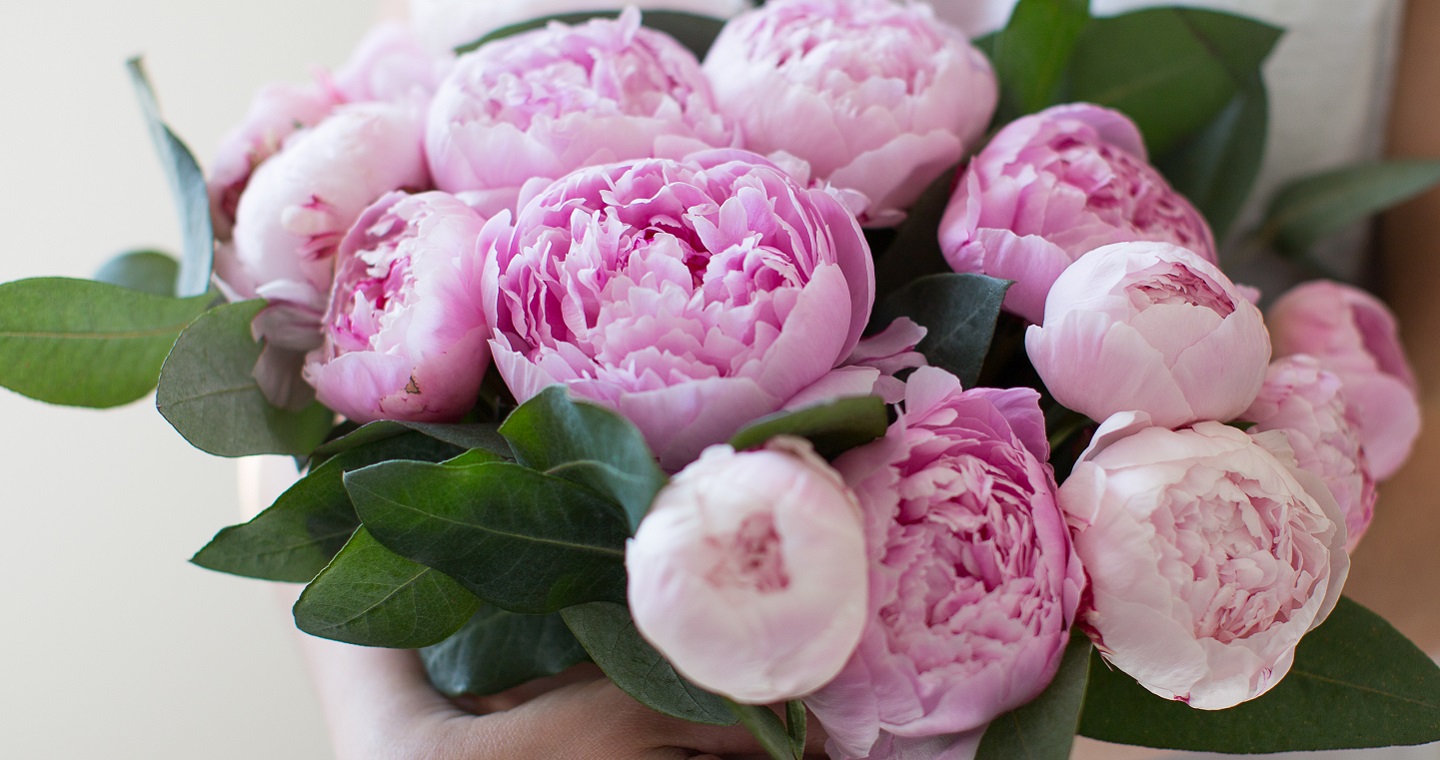 Nos pivoines